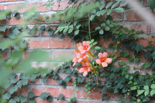 凌霄花