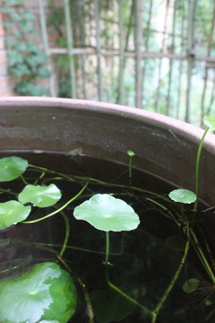 銅錢草
