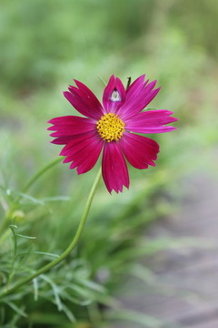 紅色波斯菊