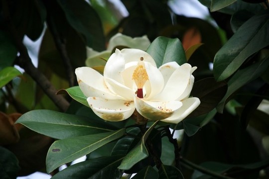 荷花玉蘭