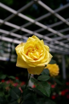 北京馬甸玫瑰園