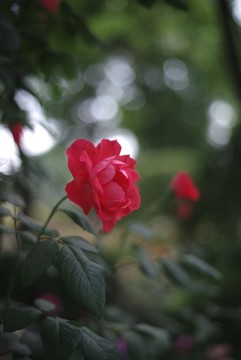 北京馬甸玫瑰園
