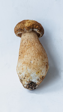白大把菌
