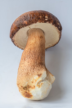 白大把菌