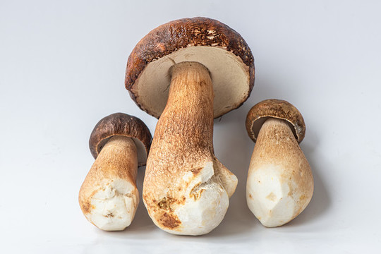 白大把菌