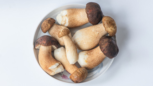 白大把菌
