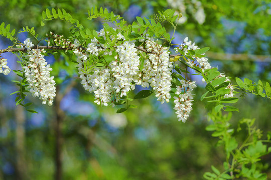 槐花