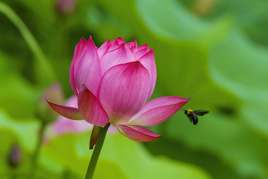 荷花