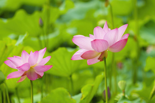 粉色荷花