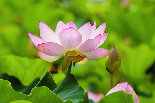 荷花