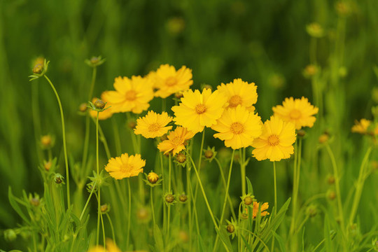 金雞菊花叢