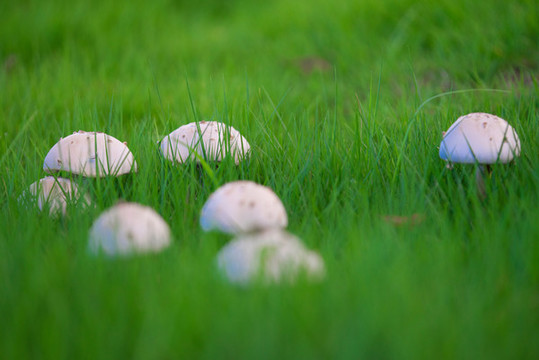 草地里的蘑菇
