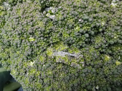 西蘭花青花菜種植基地特寫配圖