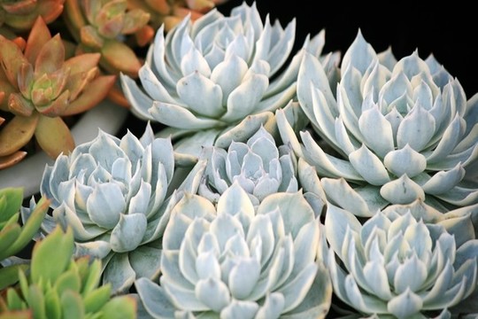 藍石蓮