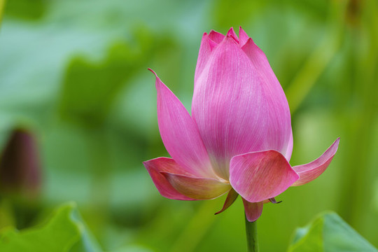 荷花花蕾