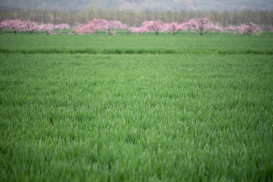 麥田
