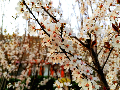 紫葉李花