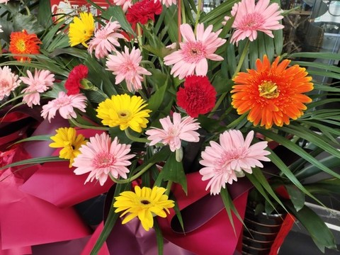 非洲菊開業(yè)花籃