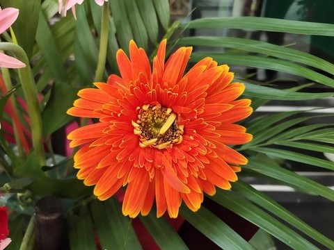 非洲菊