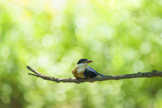 藍(lán)翡翠幼鳥