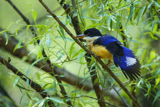 藍(lán)翡翠幼鳥
