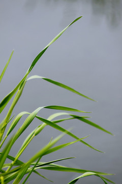 植物背景圖