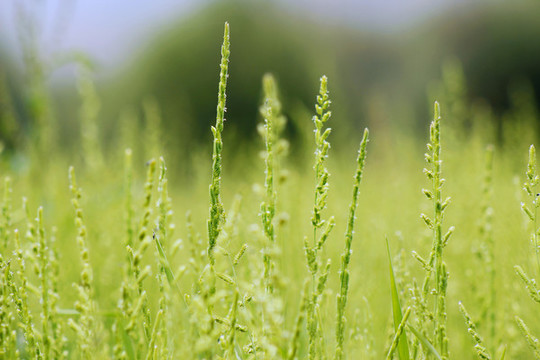 植物背景圖