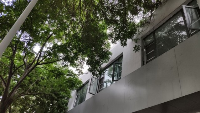行道樹