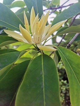 華木蓮