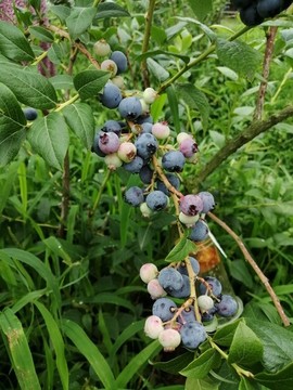 藍莓