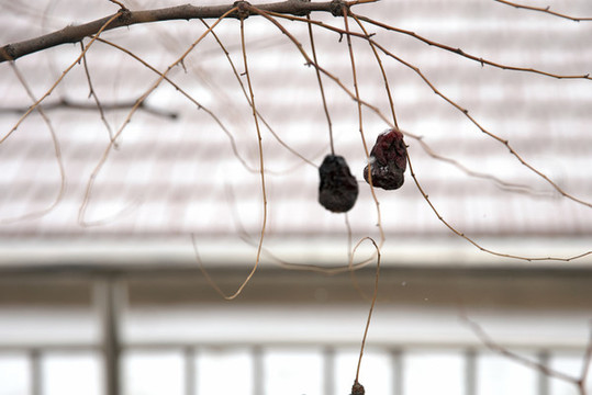 農(nóng)村雪后枝頭的干棗