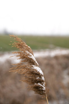 干枯的蘆葦花和上面的殘雪