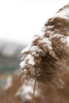 蘆葦花和上面的殘雪