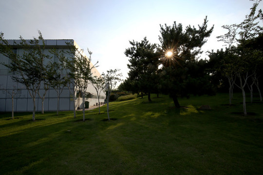 夕陽(yáng)草地松樹(shù)城市公園