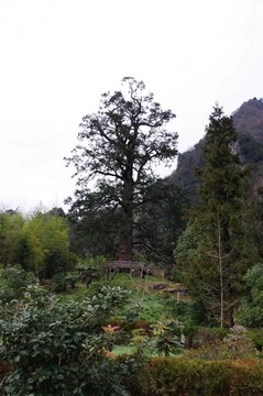 湖北神農(nóng)架