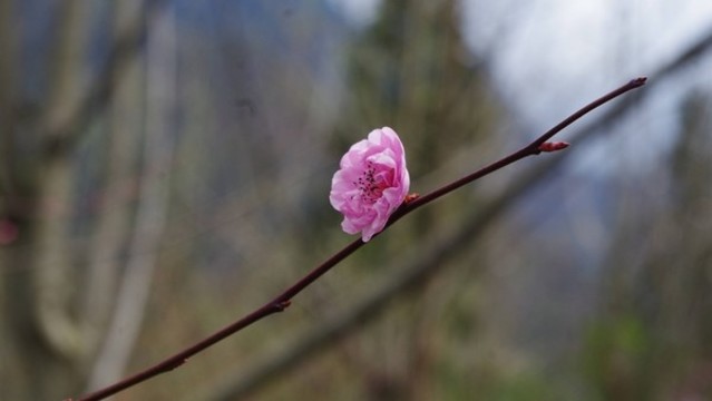 湖北神農(nóng)架