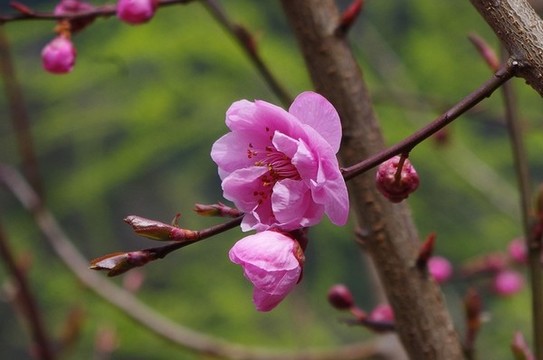 湖北神農(nóng)架