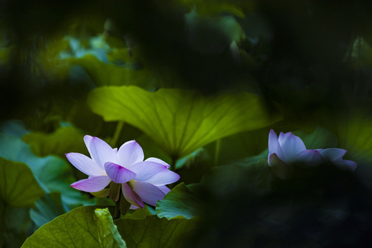 荷花