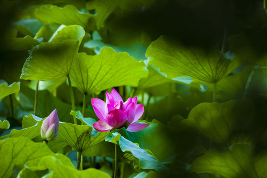荷花