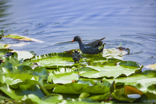 睡蓮水鳥