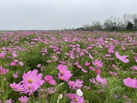 花海