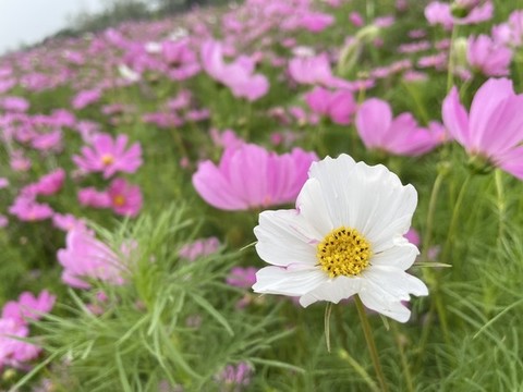 野花