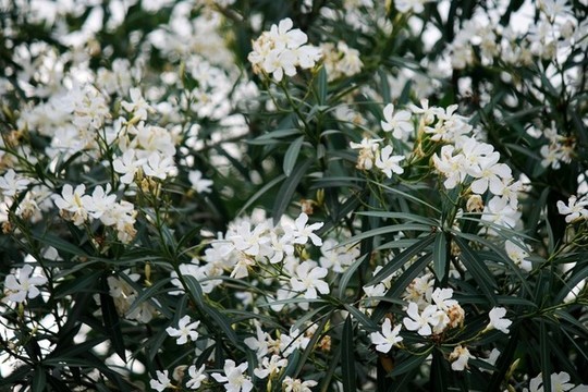 白花夾竹桃