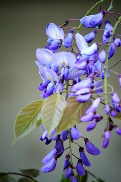 紫藤花
