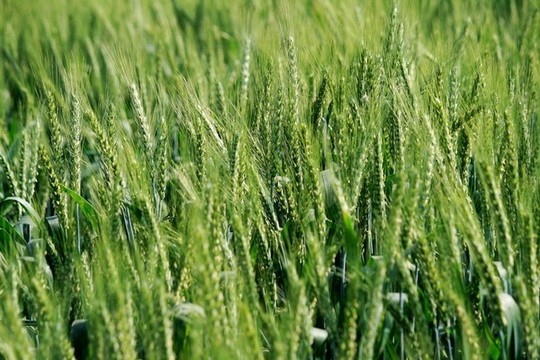 小麥開花