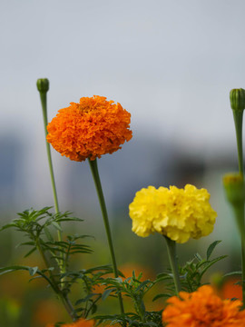 萬壽菊