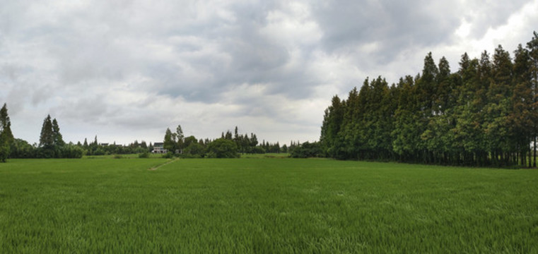 稻田綠色村莊全景