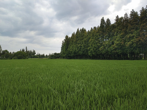 綠色田園景色
