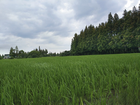 森林田園