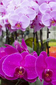 蝴蝶蘭花